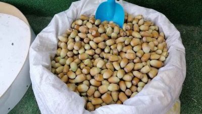 Gölcük Değirmendere’nin meşhur fındığı, coğrafi