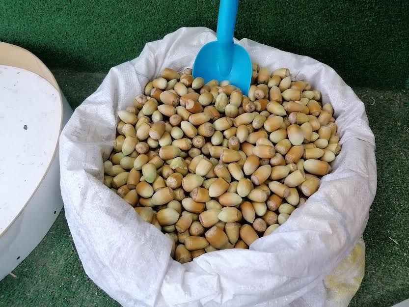 Gölcük Değirmendere’nin meşhur fındığı,