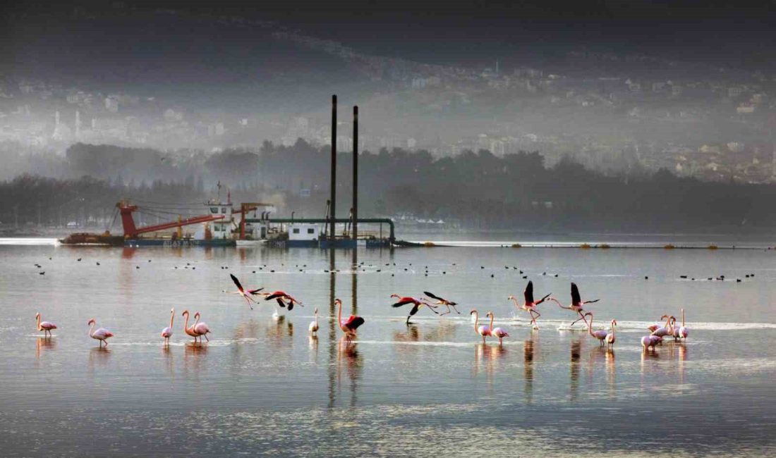 Kocaeli Büyükşehir Belediyesi ile
