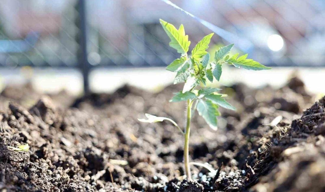 Kocaeli’nin Körfez ilçesinde belediye