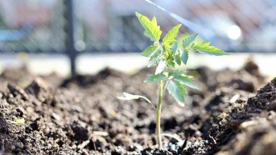 Kocaeli’nin Körfez ilçesinde belediye tarafından