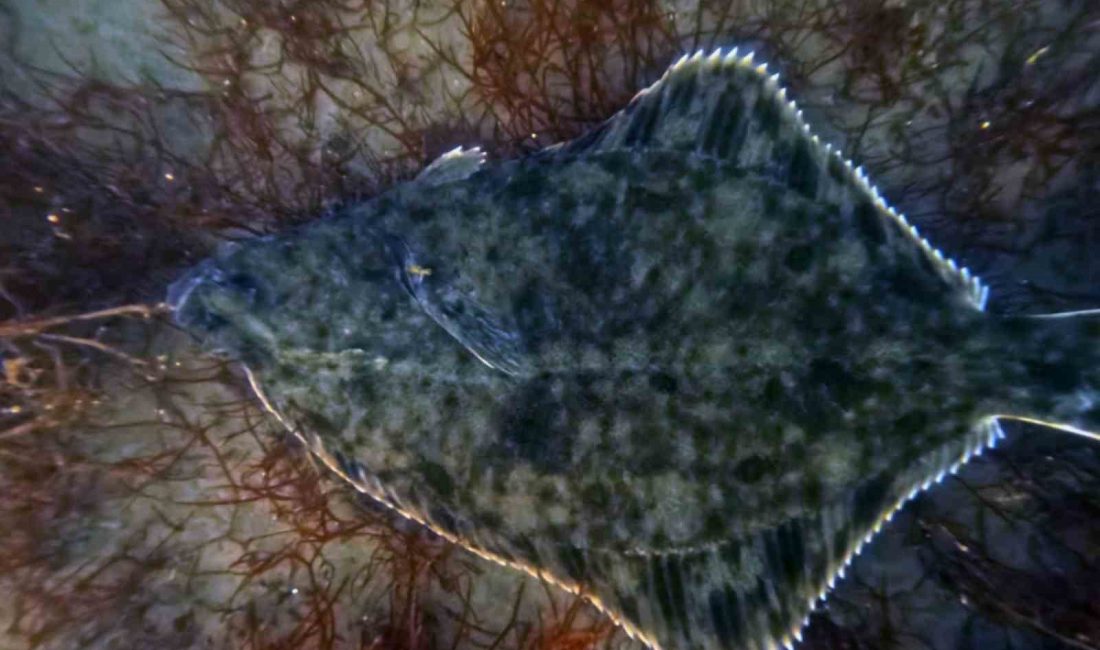 İzmit Körfezi’nde yürütülen dip