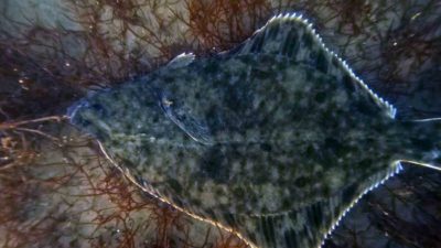 İzmit Körfezi’nde yürütülen dip çamuru